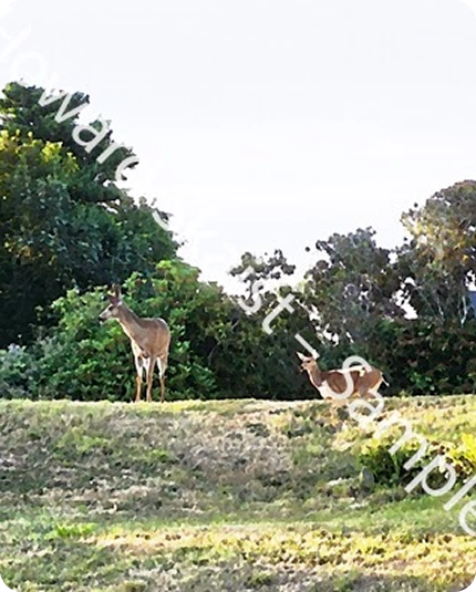 Twilight Watchers